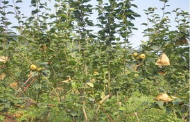 瀏陽市騰達中藥材科技貿易產品展示及中草藥科技領域技術咨詢