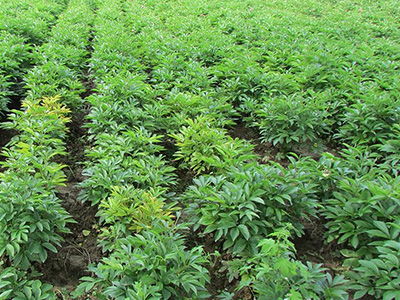 云南優質丹參種植與亳州印開中藥材技術咨詢