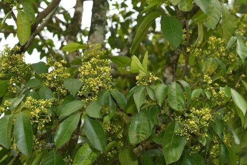 我國研究人員發現6種植物新物種，推動中草藥科技領域發展