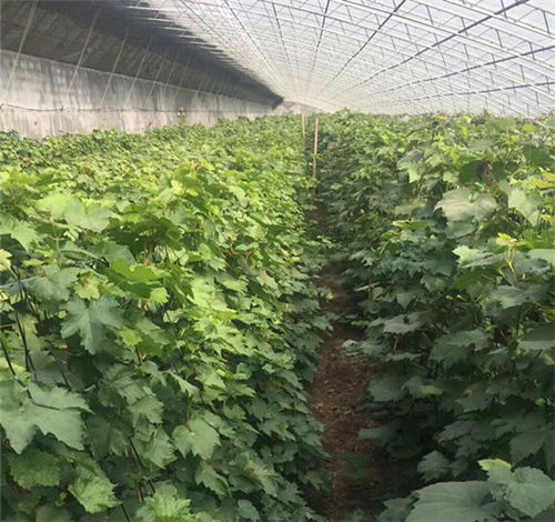 鐵嶺巨峰葡萄苗栽培技術(shù)與中草藥科技融合——豐華種苗售后技術(shù)指導(dǎo)與在線(xiàn)咨詢(xún)的價(jià)值