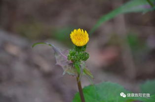 摸清中藥資源家底，深入發(fā)掘中藥精華 中草藥科技領(lǐng)域技術(shù)咨詢(xún)的使命與路徑