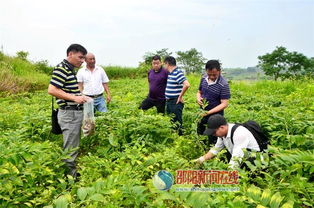 科技賦能產(chǎn)業(yè)，專(zhuān)家調(diào)研助力邵東中藥材基地發(fā)展